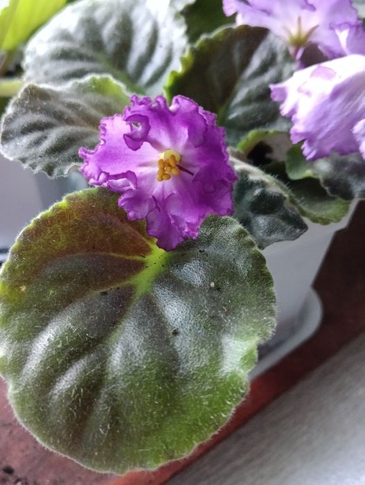 Продам красивую фиалку