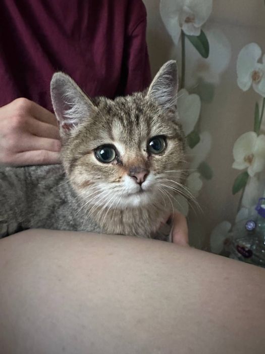 Котенок девочка