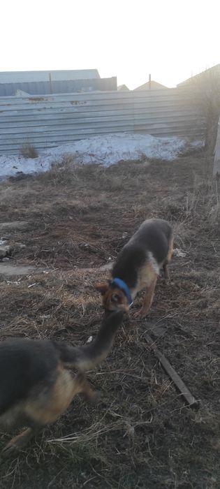 Сабака неметскии опчарка