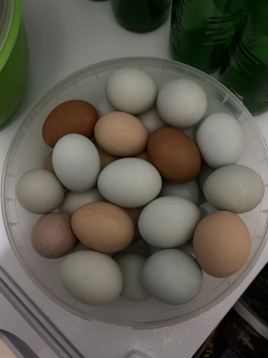 Ouă colorate pentru incubat – 4 lei/buc – doar Brașov