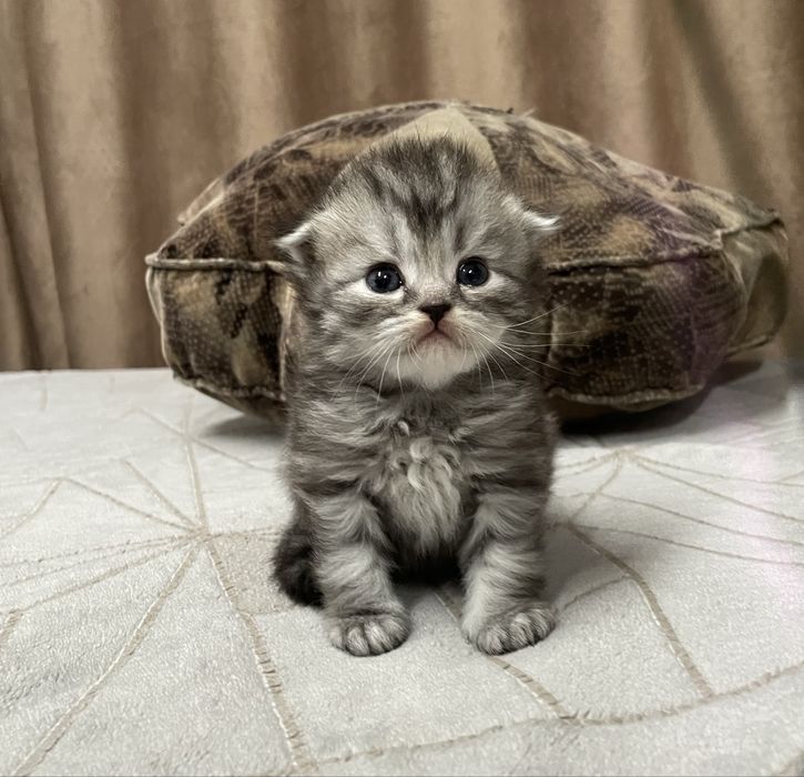 Котята Шиншилята