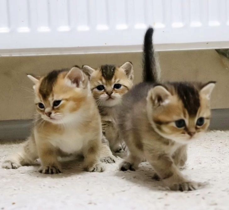 Котята шиншиллки