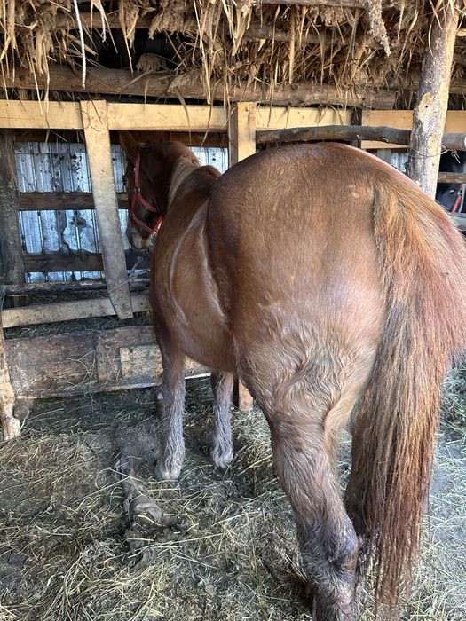 De vanzare detalii la telefon +40 (762) 757 749