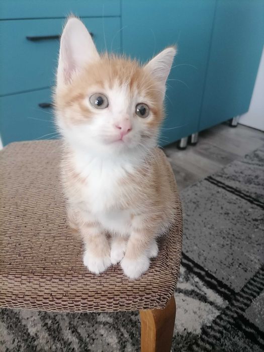 Отдадим котеночка