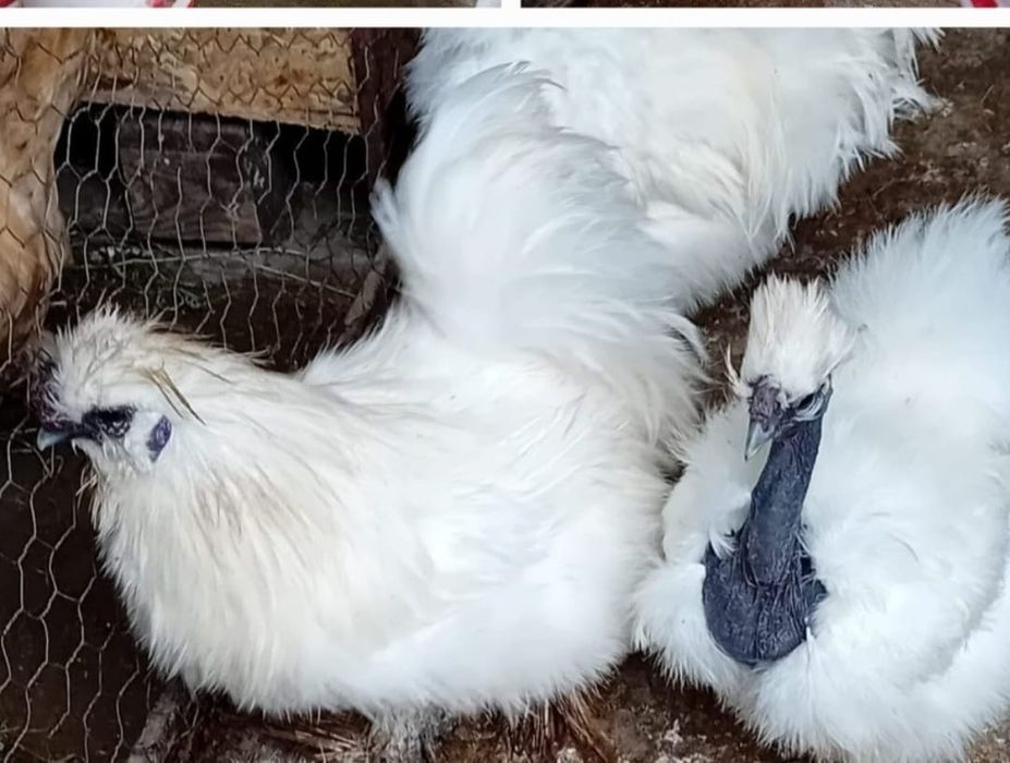 Gaini brahma super preț!