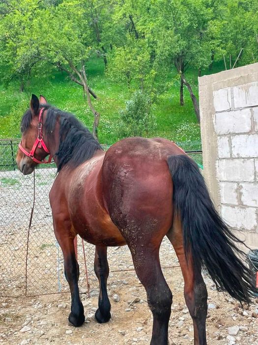 Vreau sa vand o manza de 1 an 7 luni