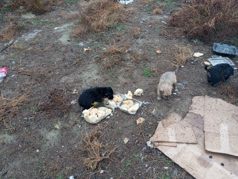 Отдам в добрые руки зайдите пожалуйста