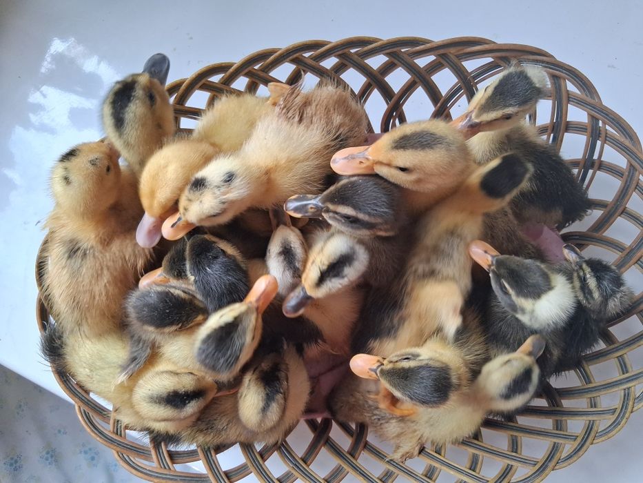 Vând boboci de rață rouen și leșești