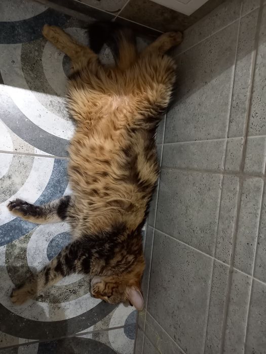 Домашние кошка и кот