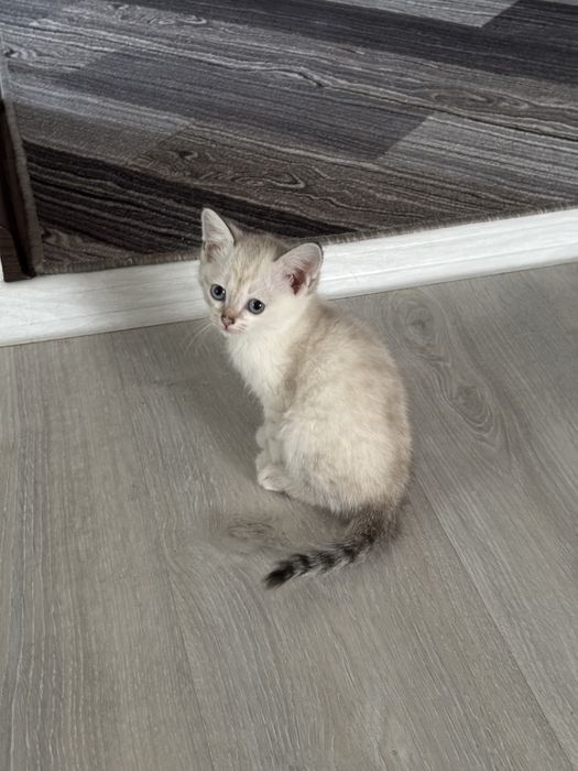 отдам котят в добрые руки!
