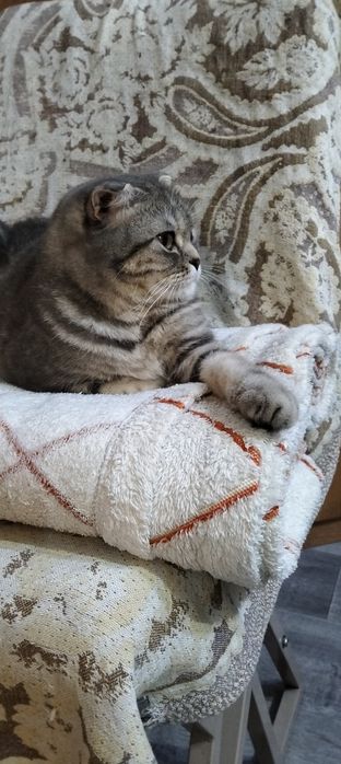 Передержка кошек