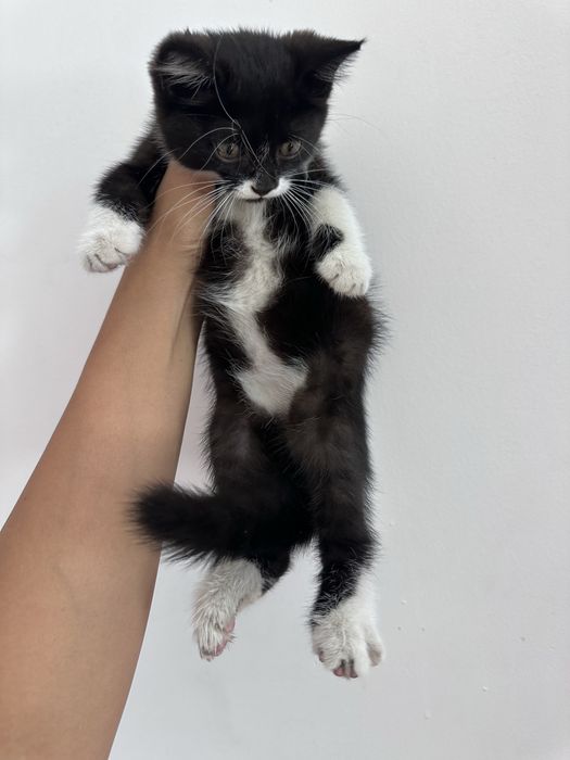 Котенок маленький