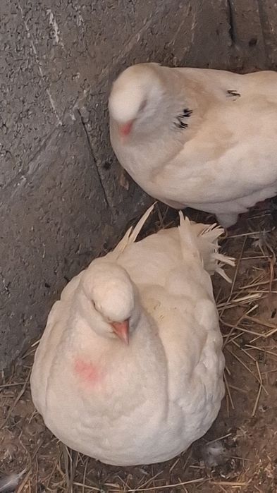 Vând porumbei kingi ,americani si jucatori de botosani