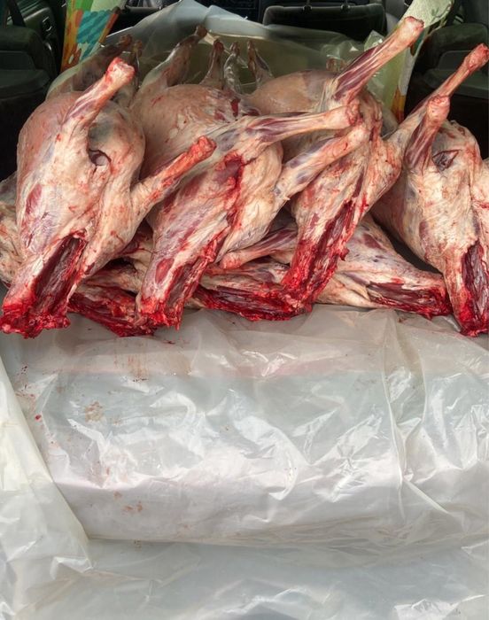 Продам туши баранины