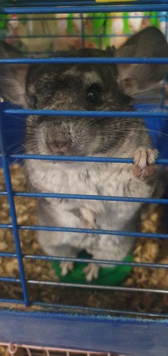 Шиншилла в продаже