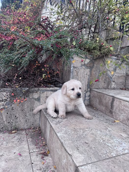 Puiut labrador mascul cu pedigrre