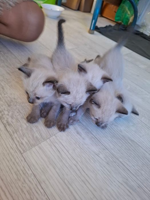 Сиамские котята! Очень добрые