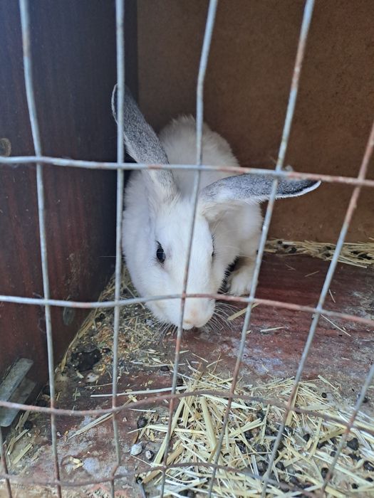 Кролики,кояндар Шымкент