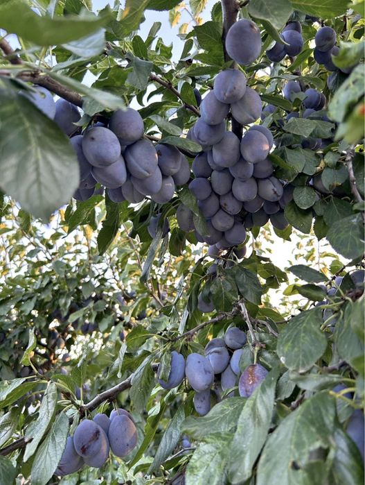 PRUNE DE ȚUICĂ – 2,20 LEI/KG Transport gratuit