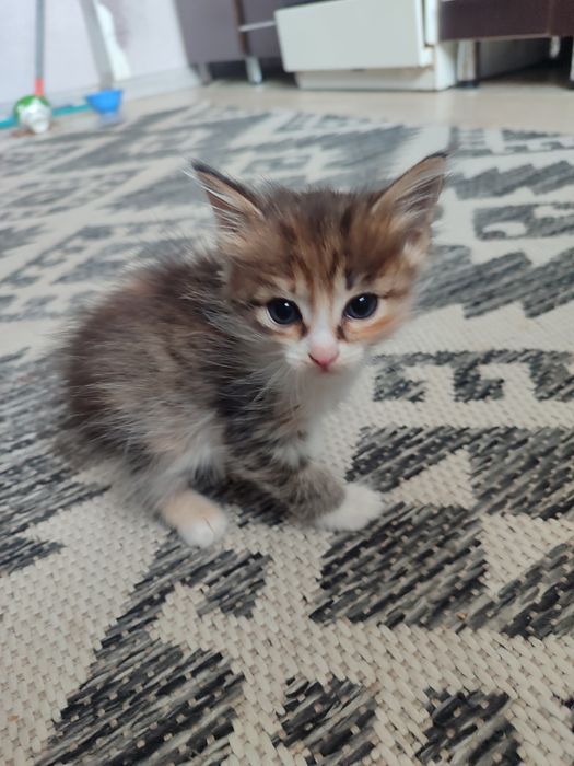 Отдам лучших котят