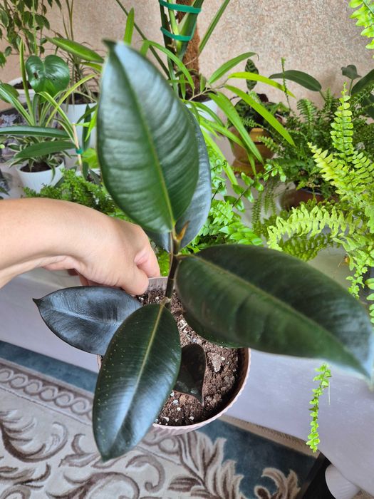 Комнатные цветы разные