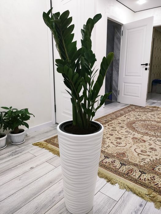 Домашние растения, доставка