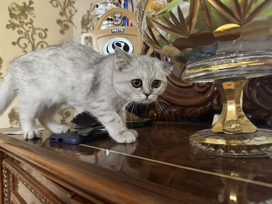 Британская серебристая шиншилла