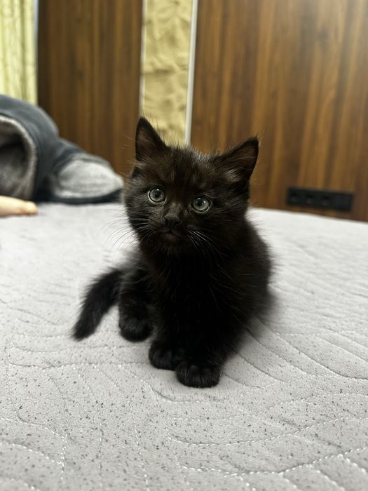 Отдам катят , приучены к лотку