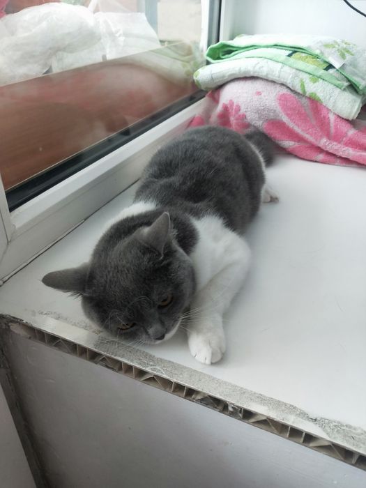 кошка в добрые ручки