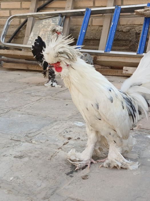 Карис японкачаларисотилади  4та бор