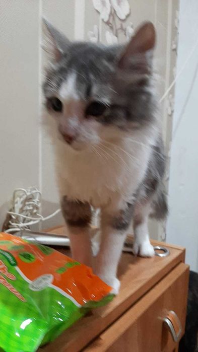 Отдам в добрые руки котиков