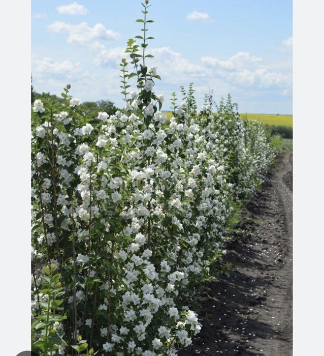 Чубушник Жасмин