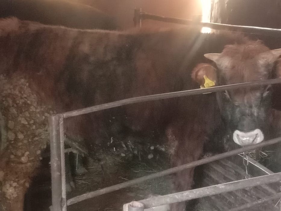 Продам бычка бычок быки