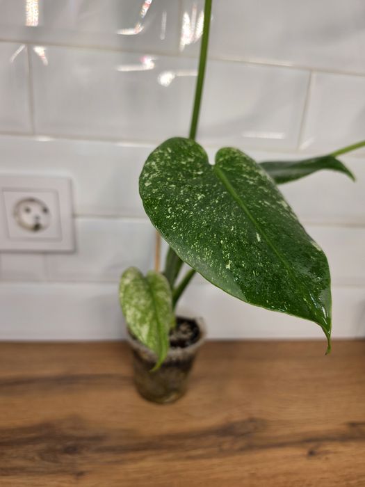 Монстеры Минт Monstera Mint