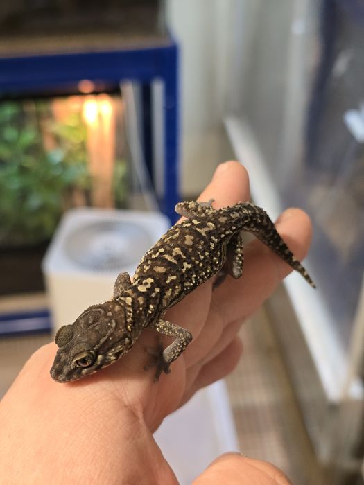 Pareodura picta / madagascar ground gecko