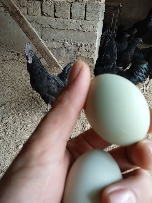 Ухейилюй жужалари, Uxeyilyuy joʻjalari chiqishni boshladi