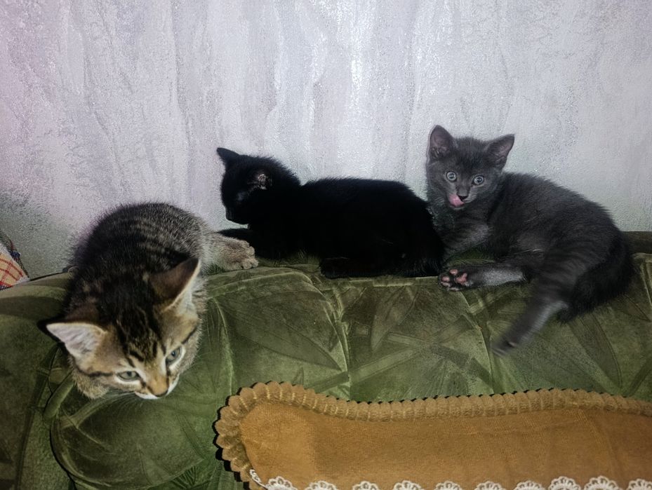 Отдам котят в хорошие руки