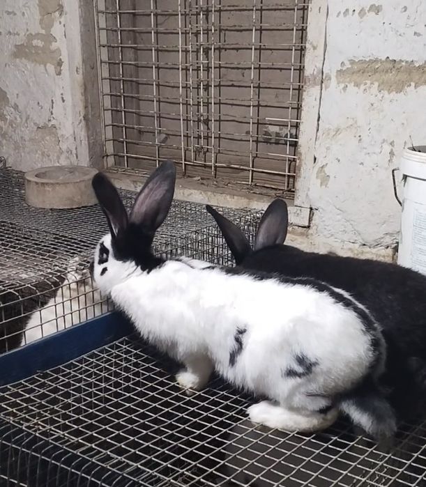 Продаются кролики