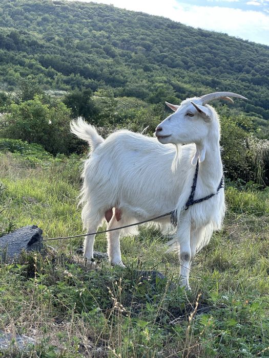 Vand doua capre  de lapte tinere si un țap