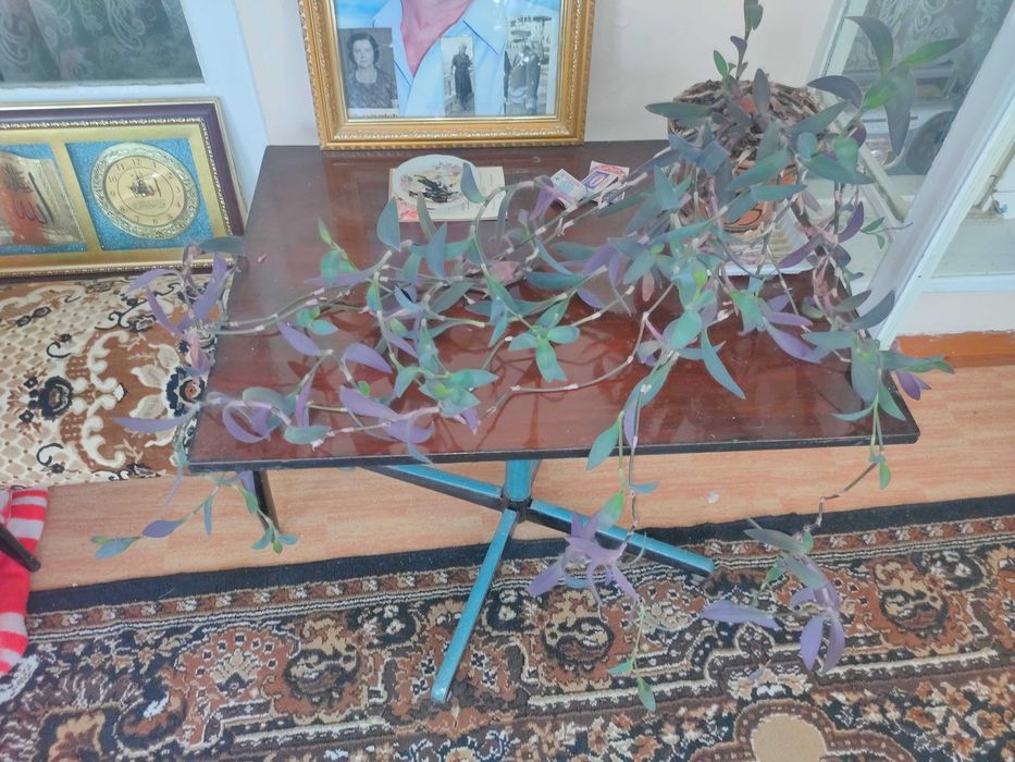 цветы: герань, алоэ вера, лилии и другие