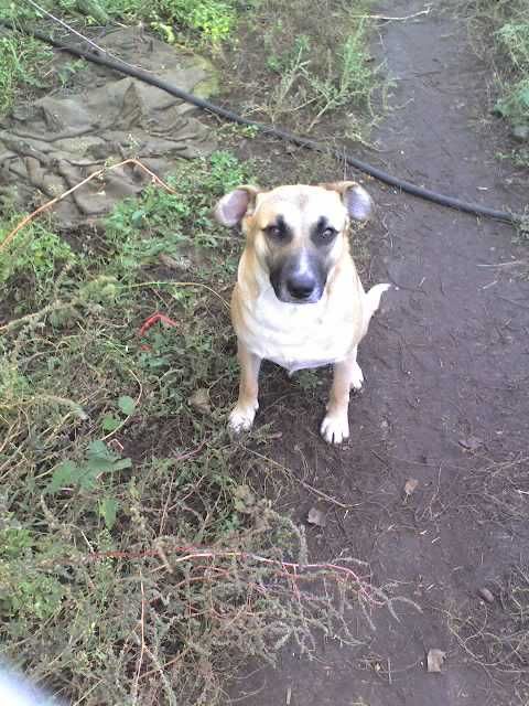 Собака в добрые руки