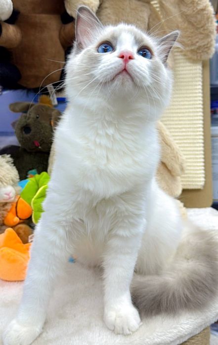 Регдолл мальчик чистокровный