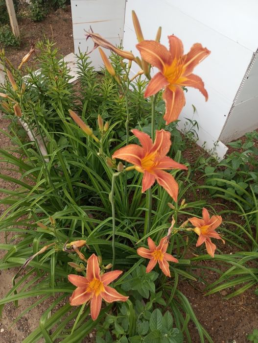 Продам частный дом .