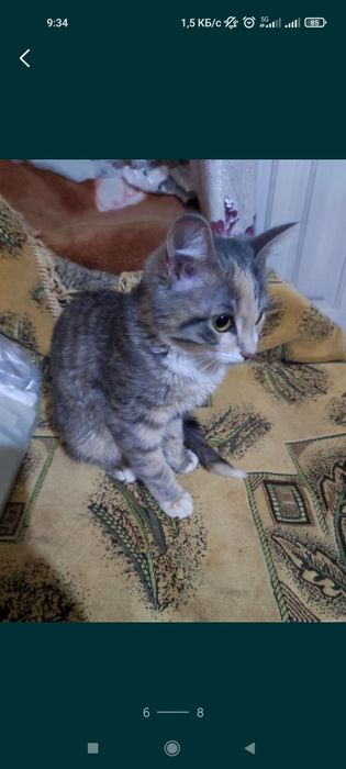 Котенок девочка 4,5 месяца