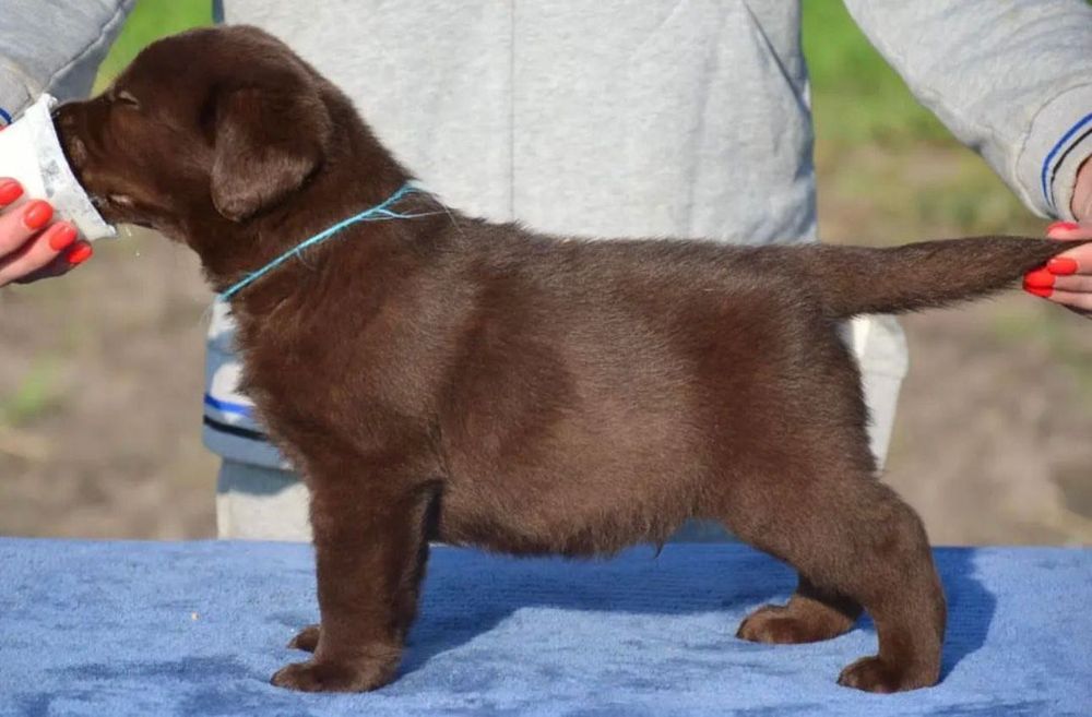 Чистокровные Щенки Лабрадора