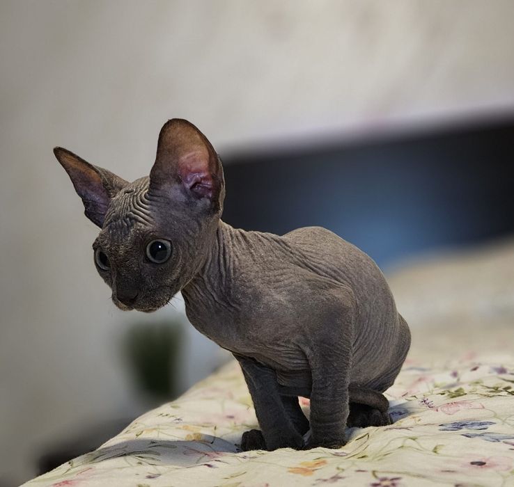 Baietel sphynx/sfinx BLUE deosebit!