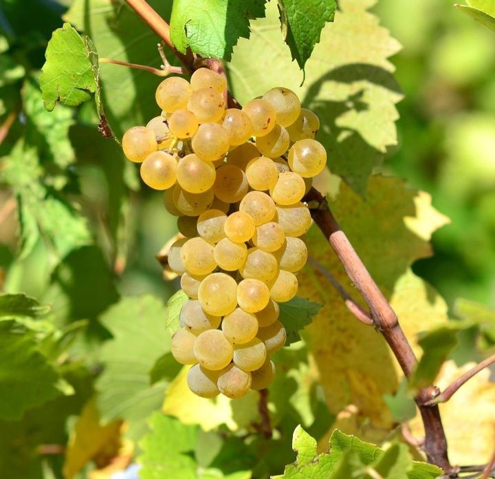 Vand struguri de vin