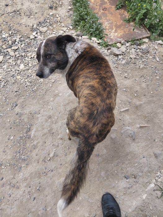 Собака хорошие руки.