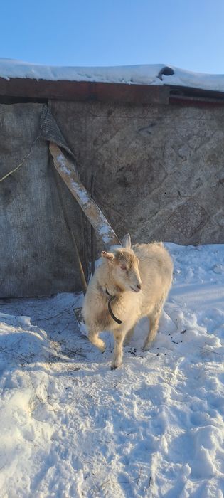 Продам козу.Сүтті ешкі сатамын