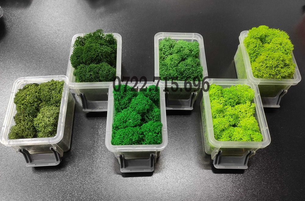 Licheni decorativi premium